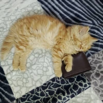 Persian Cat Kitten Male/Female Pair