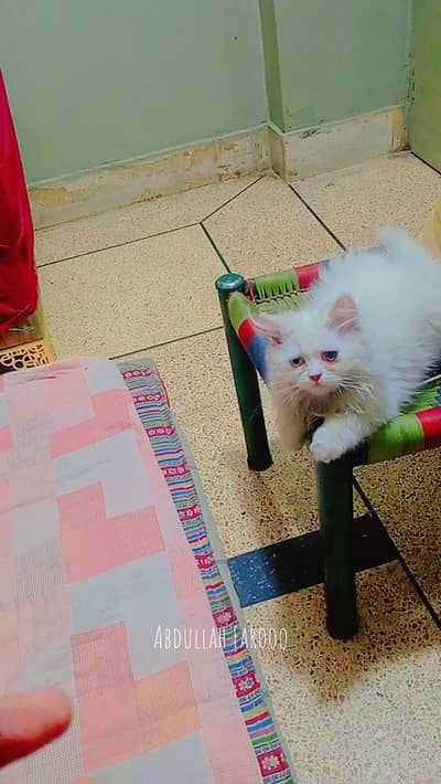 Persian little baby cat