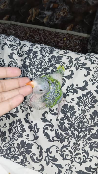 ringneck parrot or pineapple counre chick