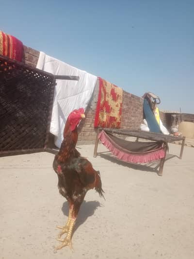 shamo morga bredin ka leya bahot acha ha