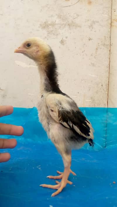 SHAMOO LONG HIGHTED CHICKS