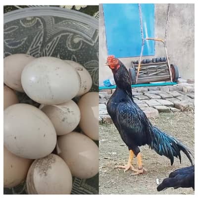 Egggs Available  
