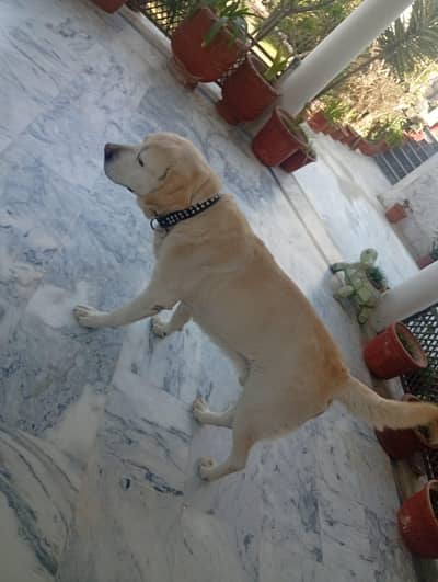 pedigree labrador retiver