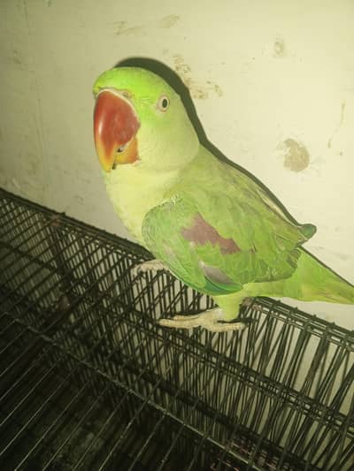 Kashmir raw parrot for sale 6 month age Whatsapp no 03493576417