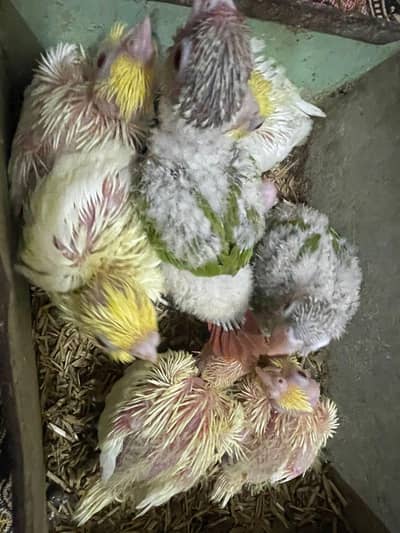 hand tame cnour available