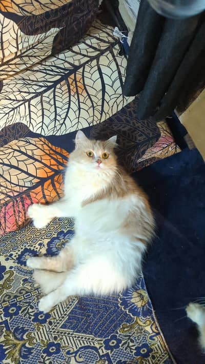 Percian female breeder triple cout