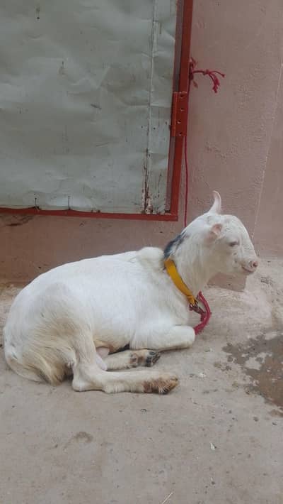 Healthy and Active Tedda