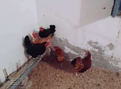 Desi eaggs wali hen  (5)