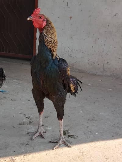 thai aseel/thai breed/