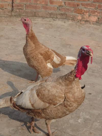 Turkey Birds Pair Urgently Sale
