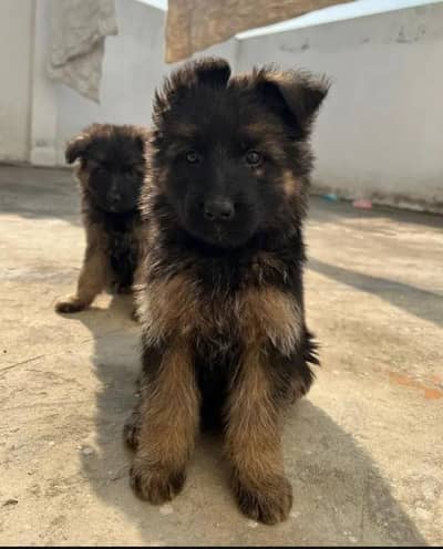 High Quality GSD Puppies