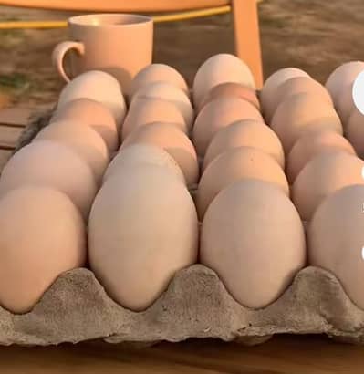 Desi egg in affordable cost