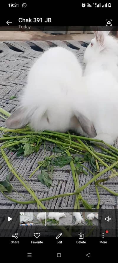 Fancy Rabbits for sale