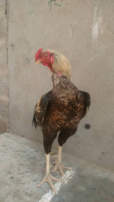 A Beautiful Aseel Jawa Rooster For Sale