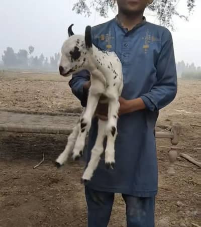 Barbari hiran breed for sale