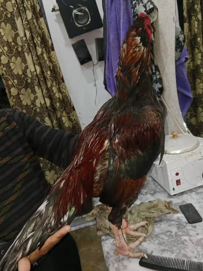 100%pure breed home breed