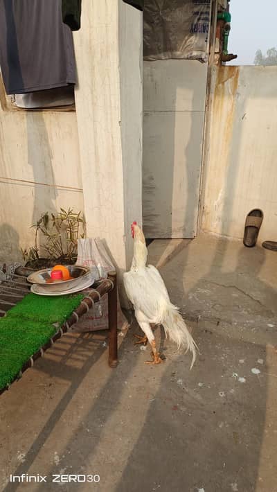 German 0 shamo # breeder white male read description