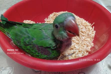 Jambo Size RAW Kashmiri Chick