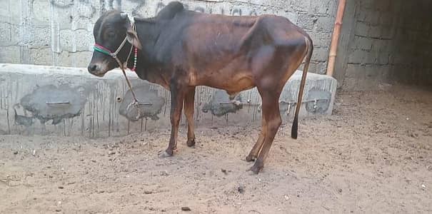2 daant bachra for sale