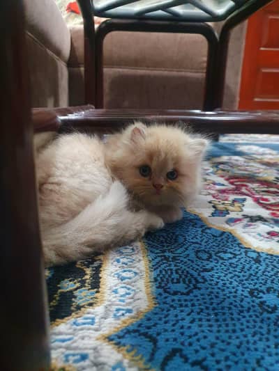 Hyperactive Heavy Double Bone Persian kitten-Triple coat-FREE FULL KIT