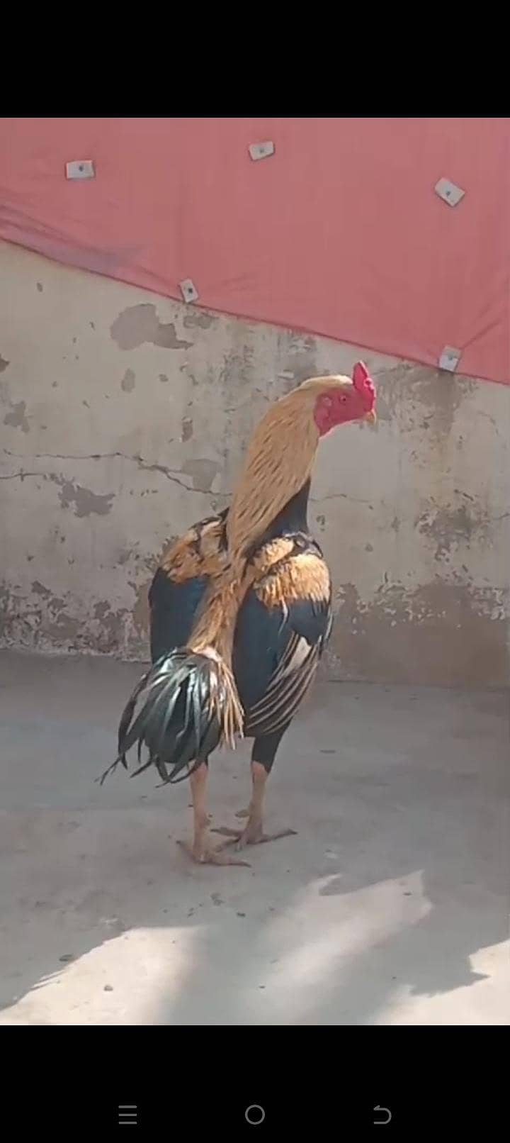 murgha cross bread 0