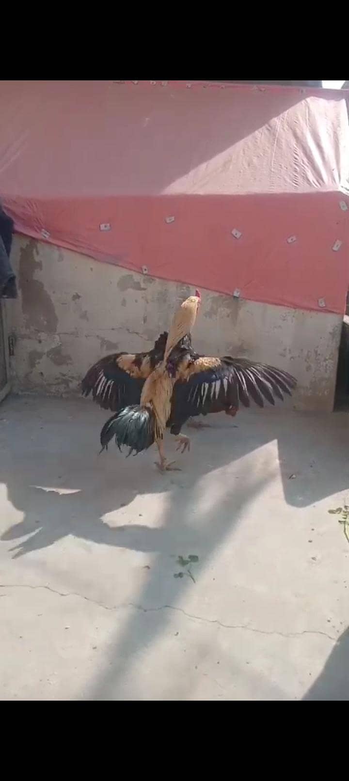 murgha cross bread 1