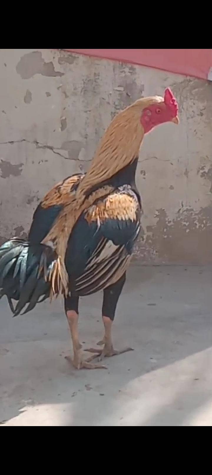 murgha cross bread 2