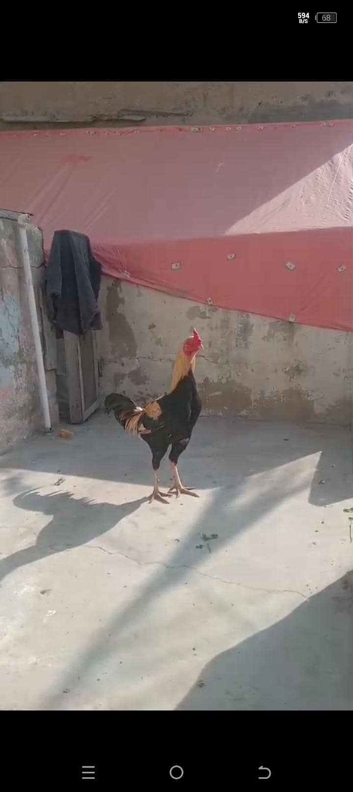 murgha cross bread 3