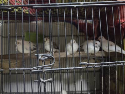 Diamond Pied Doves 3 Pairs & 1 Female And 1 Baby