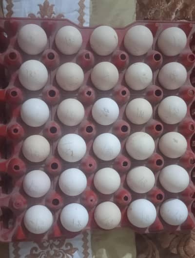 eggs chicks Mottled Porcelain Bantam Silki sultan polish