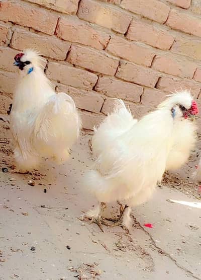 Silkie and Desi Chicks Available