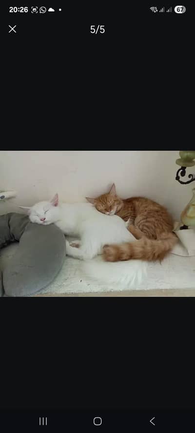 Triple Coated Litter Trained Persian Cat