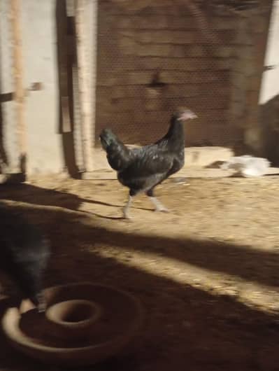 Asterlop for hen and one male for sale