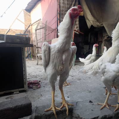 Shamo eggs available