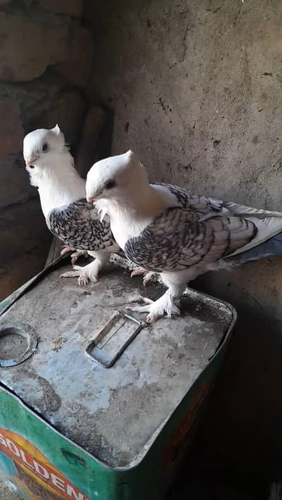 sentinet fancy pigeon kabotar