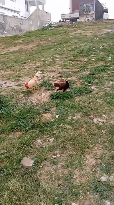 Aseel Murgi and Desi Murga Both for sale