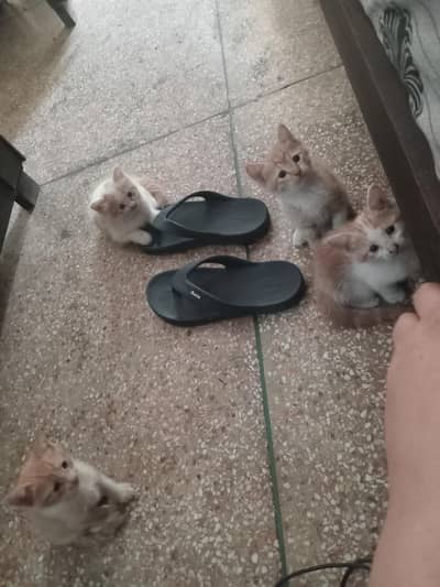 Baby cats for Adoption