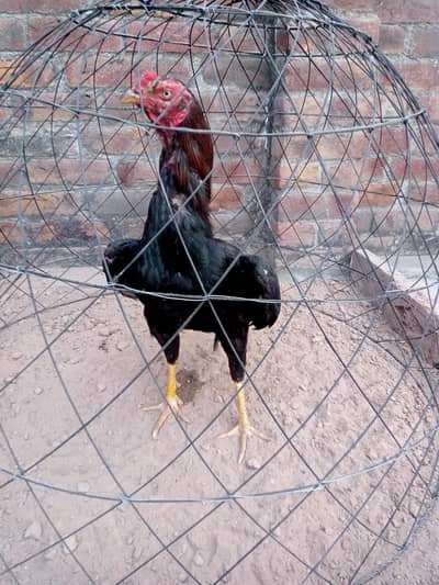 Aseel murga Pakistani