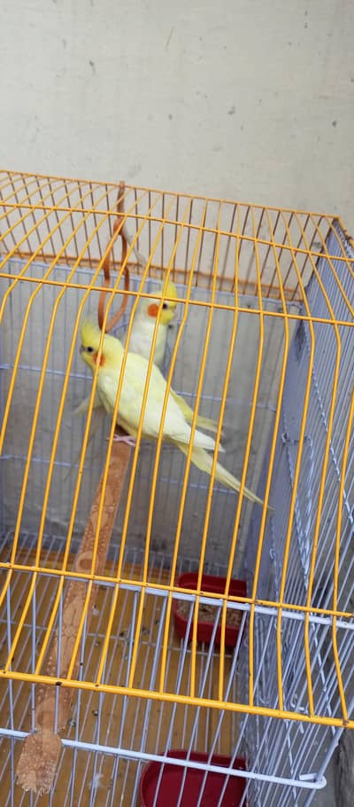 common white breeder pair