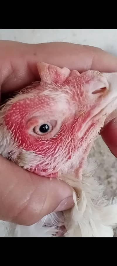 here female good quality