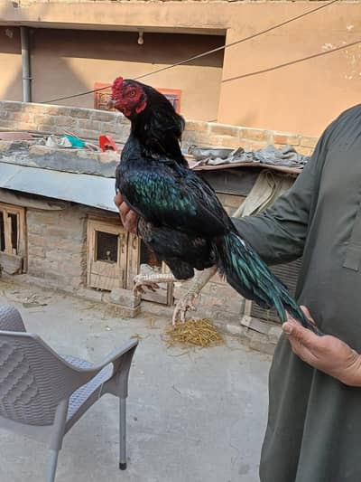 Full roof sale, all size available in different prices