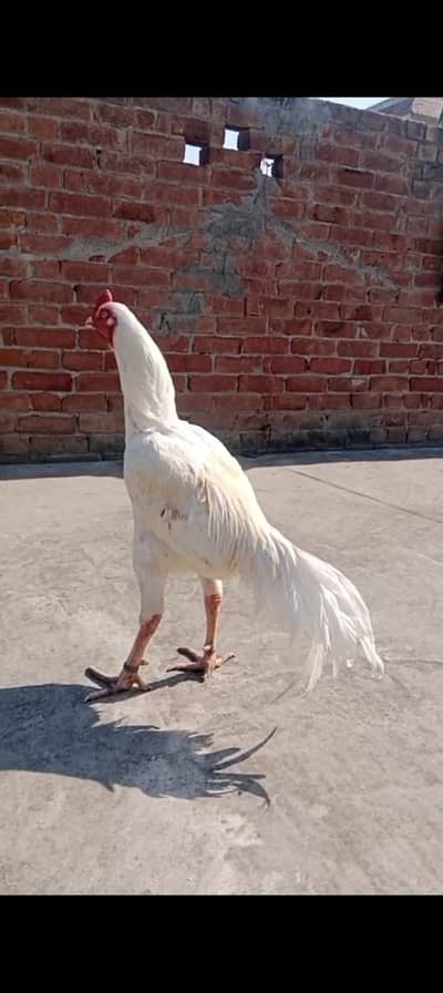 Pure heera aseel great quality