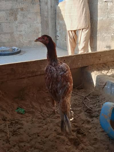 Aseel hen for sale