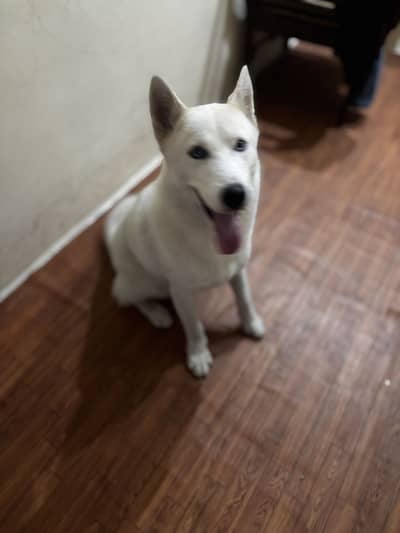 Pure pink Siberian husky