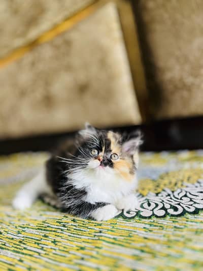 Extreme Punch Face Tripple Coated Kittens Available