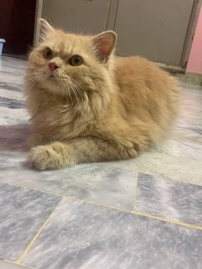 Persian triple coated male for sale ginger colour