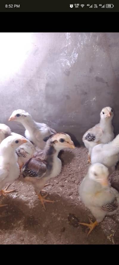 Aseel chicks / Pure aseel peely jawy chiks /Aseel(03094365431)