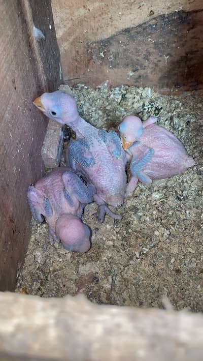 RingNeck chicks