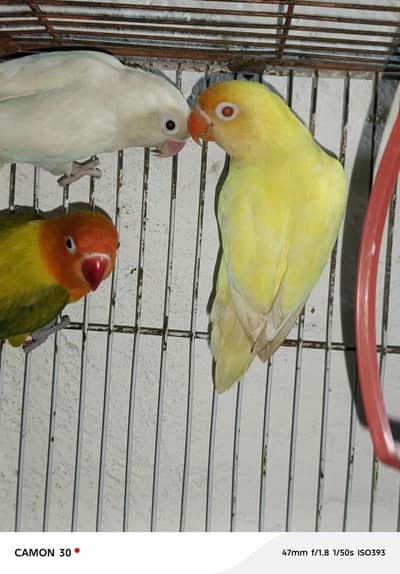 cremino male albino split female breedr pair