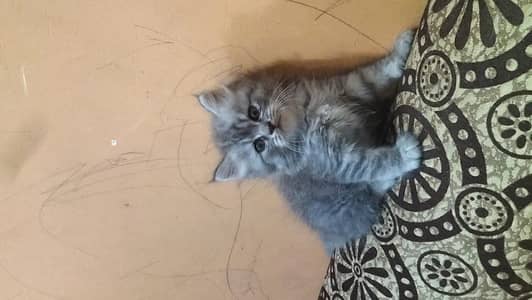 healthy and active kitten